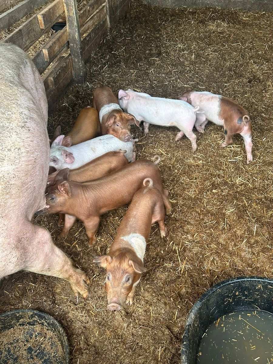 Litter of piglets nursing next to their mother