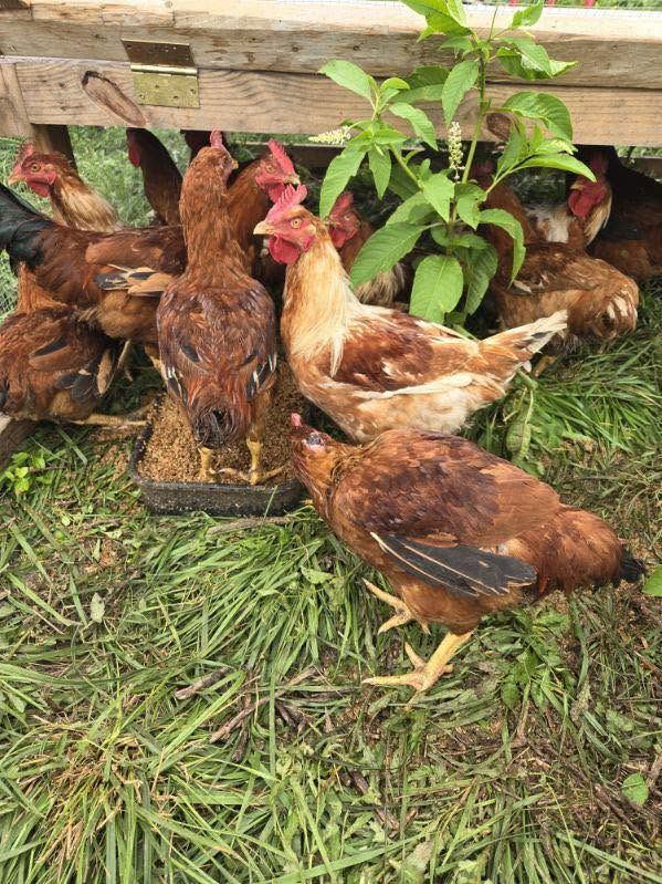 Close-up of hens gathered near their outdoor run