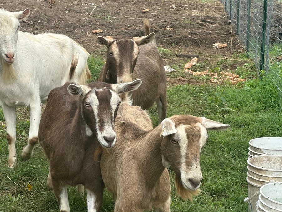 Four goats standing in a grassy fenced pasture at Max Farms, looking toward the camera